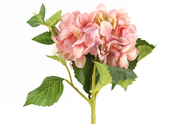 Hydrangea rosa