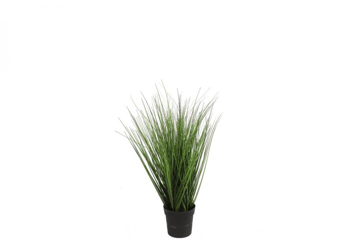 Poaceae S grün