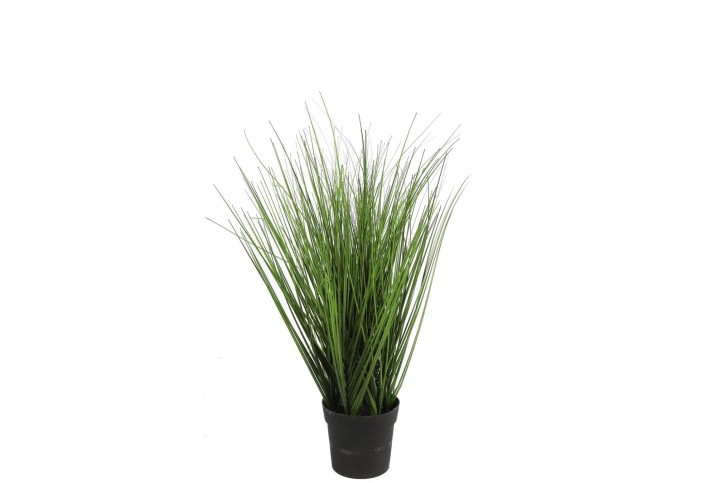 Poaceae M grün
