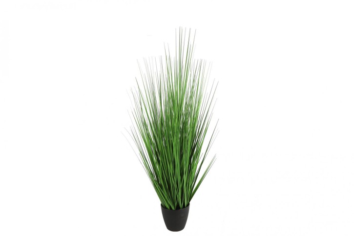 Poaceae L grün
