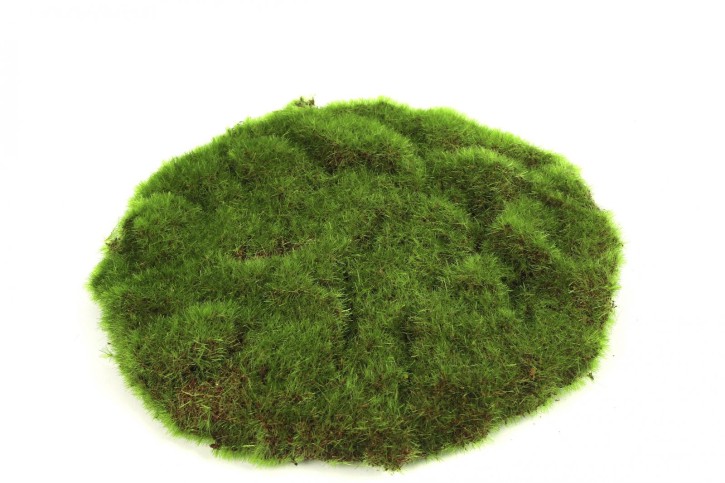 Marchantiophyta rund S grün